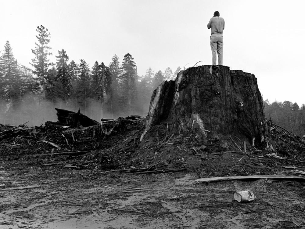 <em>Person standing on a logged Redwood stump near Orick</em>