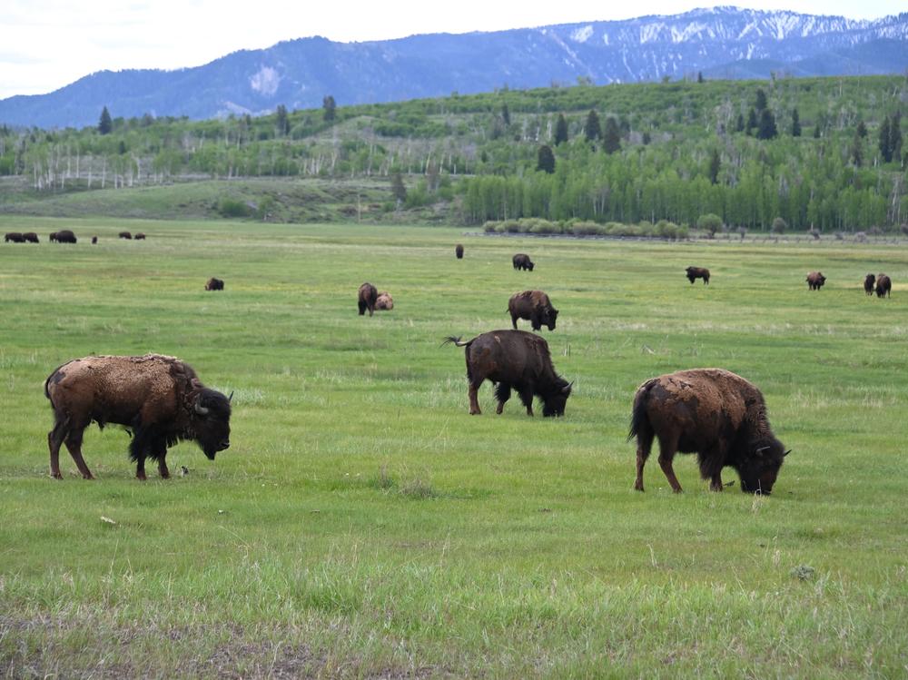 Bison graze at Grand Teton National Park in Wyoming in 2019. Grand Teton National Park is located near Yellowstone and remains fully open as an alternate travel destination while Yellowstone works to recover from flooding.