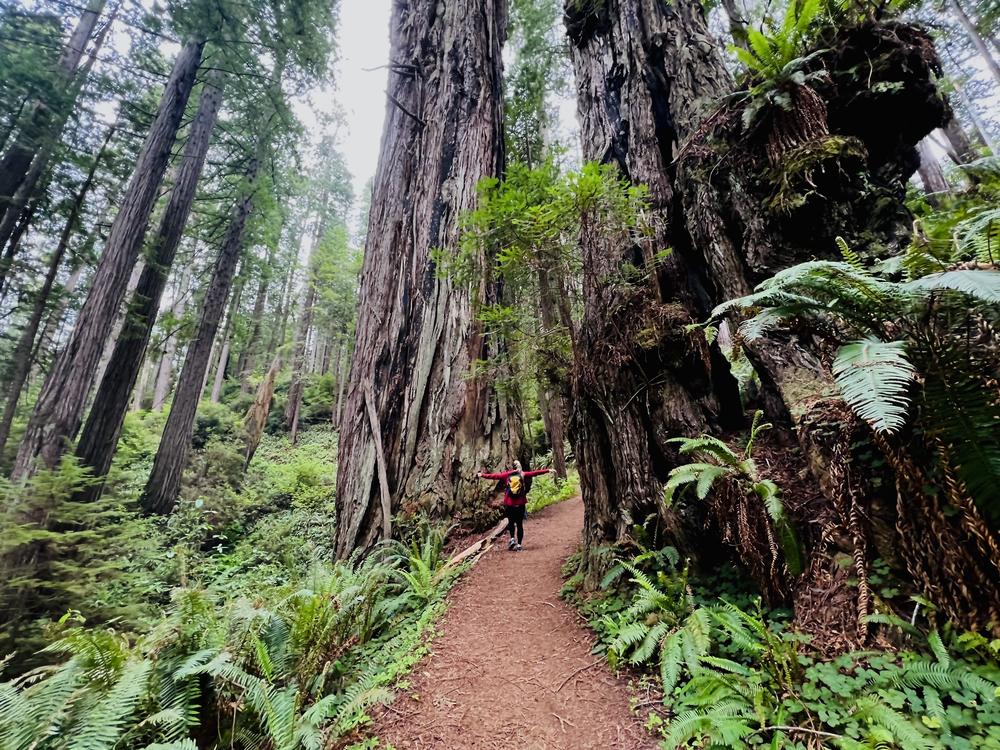 The James Irvine Trail at Prairie Creek Redwoods State Park