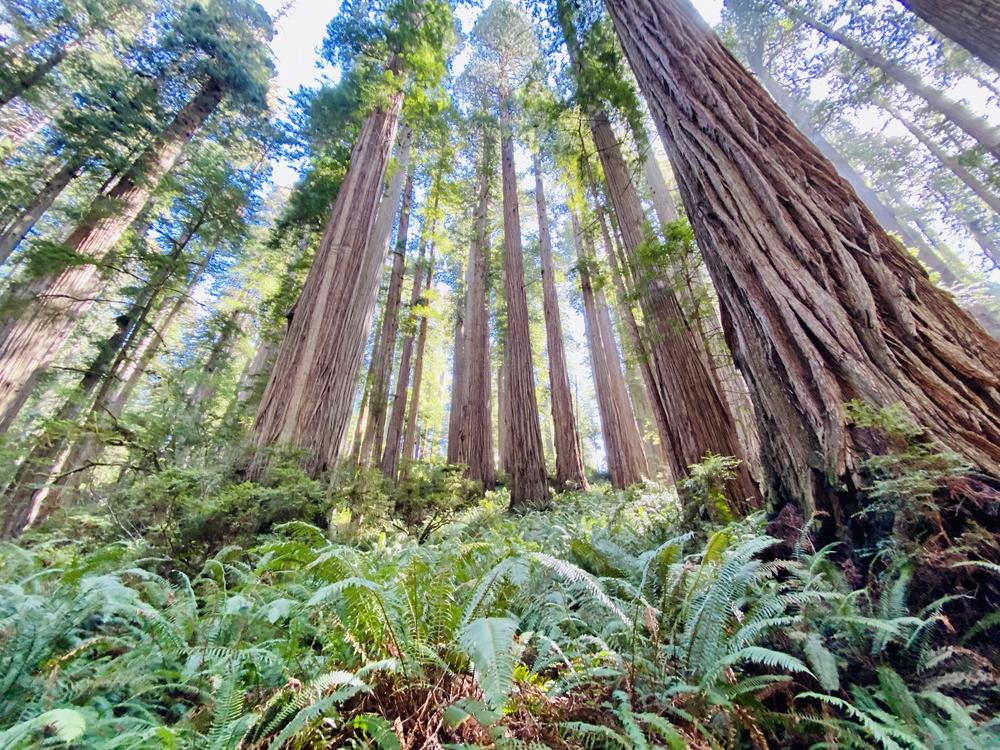 A grove of ancient redwood trees in Prairie Creek Redwoods State Park