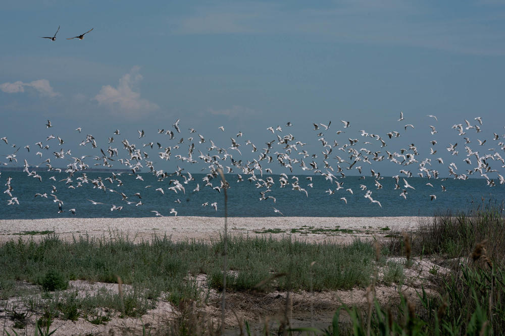 A flock of seabirds alight at the Tuzla Lagoons National Nature Park in Southwest Ukraine.