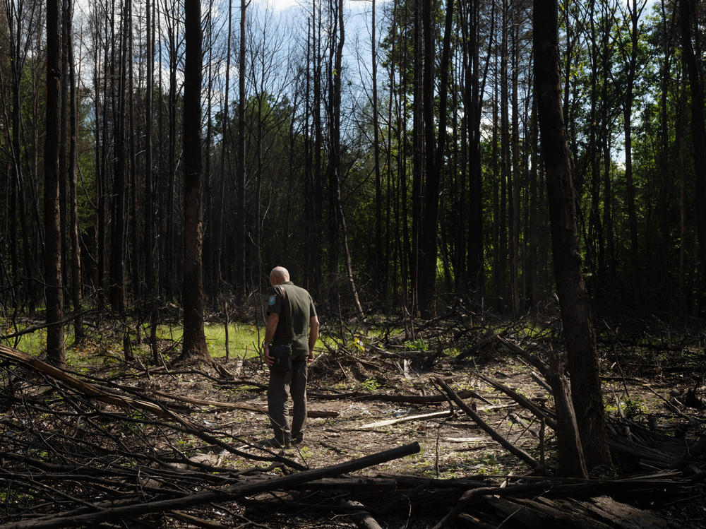 Viktor Radushinskiy, a member of Ukraine's forestry department in Zhytomyr, looks at a site in the northern Ukrainian woods where a fighter jet crashed.