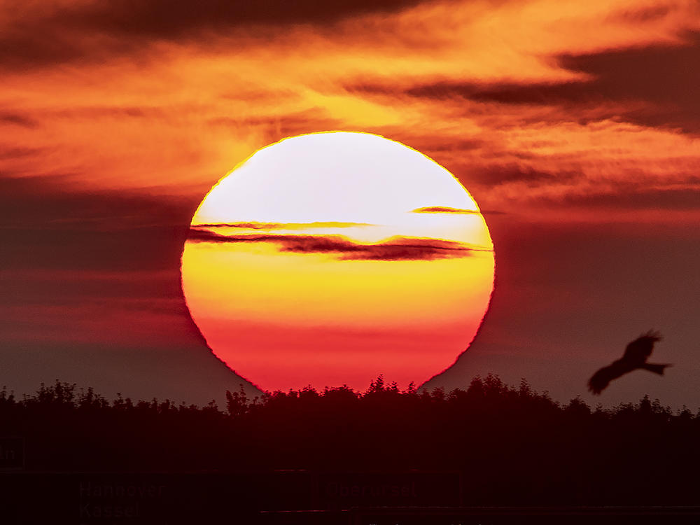 The sun rises as a raptor flies by in Frankfurt, Germany, during the summer solstice of 2019, the so-called longest day on the Northern Hemisphere.