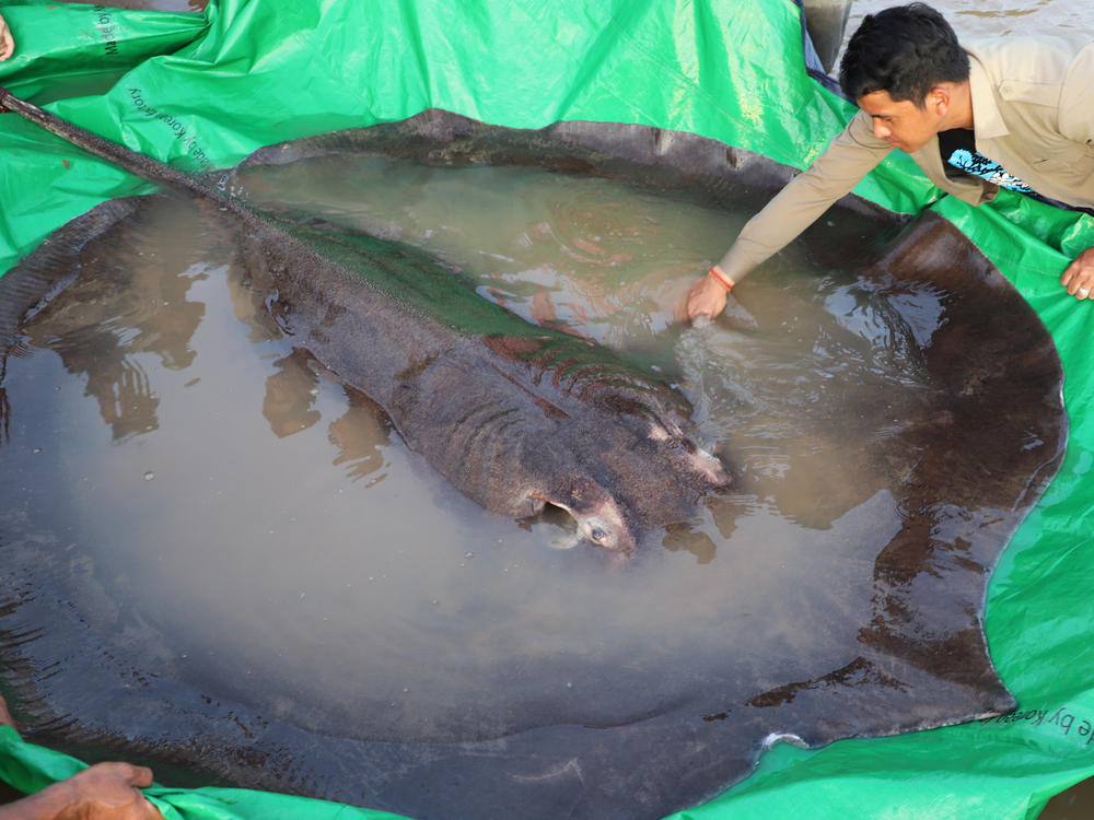 In this photo provided by Wonders of the Mekong taken on June 14, 2022, a man touches a giant freshwater stingray before it was released back into the Mekong River in the northeastern province of Stung Treng, Cambodia.