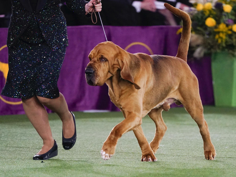 Trumpet, a bloodhound, competes for Best in Show at the 146th Westminster Kennel Club Dog Show, Wednesday, June 22, 2022, in Tarrytown, N.Y. Trumpet won the title.