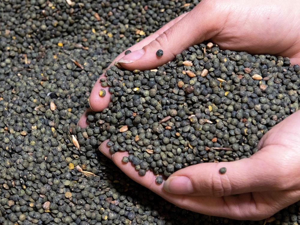 An employee controls Le Puy green lentils at the Sabarot plant in Chaspuzac, near Le Puy-en-Velay, central France, on October 7, 2020.