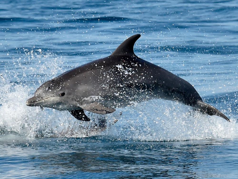 A dolphin's sense of echolocation allows it to coordinate efforts to hunt prey, see 