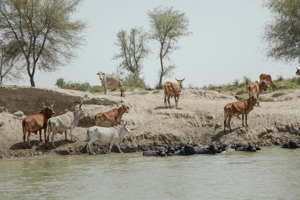 A herd of cows mill around the riverbank. This stretch of the Indus is dotted with cows, water buffaloes and goats enjoying the cool water on days that can easily soar over 104 degrees.