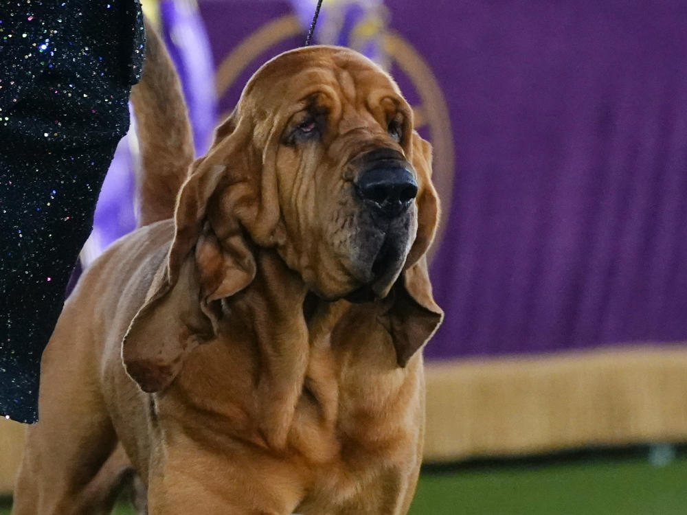 Trumpet, a bloodhound, competes for best in show at the 146th Westminster Kennel Club Dog Show, Wednesday, June 22, 2022, in Tarrytown, N.Y. Trumpet won the title.