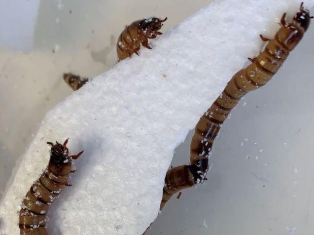 Scientists hope the larvae of the darkling beetle — nicknamed 