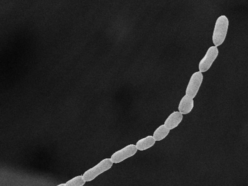 The new bacteria, named <em>Thiomargarita magnifica</em>, were discovered on sunken leaves in a Caribbean mangrove swamp.