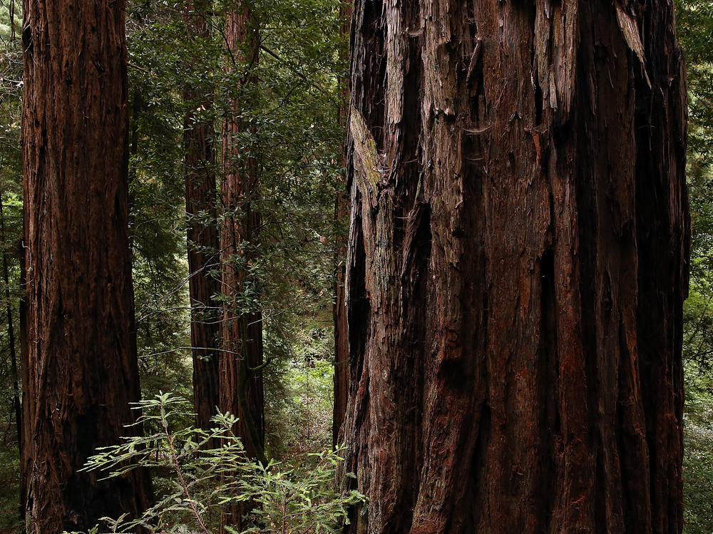 Coastal Redwood Trees