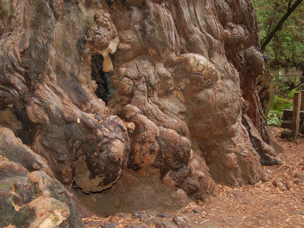 Redwood Burls