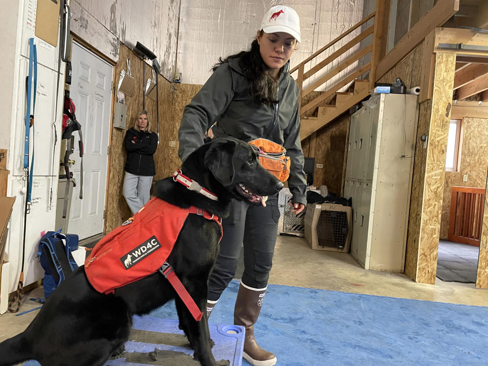 Working Dogs for Conservation trainer Michele Vasquez gets Charlie, a 4-year-old Lab, ready to search for black-footed ferret scent at a training facility near Missoula, Montana.