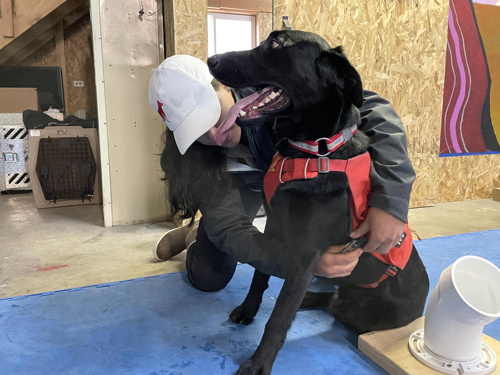 Working Dogs for Conservation trainer Michele Vasquez clips a vest onto Charlie, a Labrador retriever, to let him know he's working. Dogs like Charlie will help sniff out chronic wasting disease in deer and elk scat. They will also help find mink and otter droppings that can be tested for toxic substances near illegal dumpsites.
