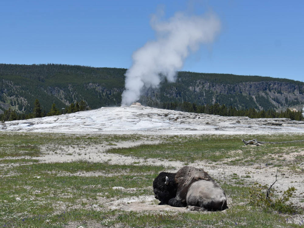 A bison lays down in front of the Old Faithful geyser in Yellowstone National Park, Wyo., on June 22. A 34-year-old man was gored by a bull bison in Yellowstone this week, suffering an arm injury, park officials said.