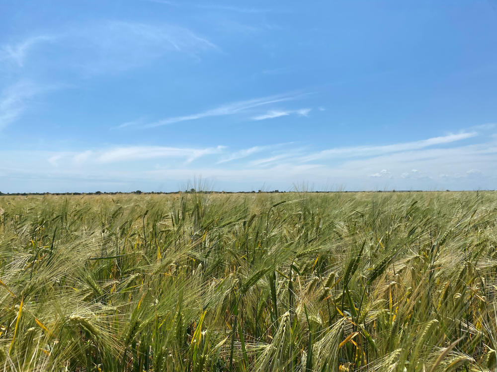 The Ukrainian flag represents a blue sky over yellow farm fields, like grain on the farm of Vasily Khmilenko outside the city of Odesa.