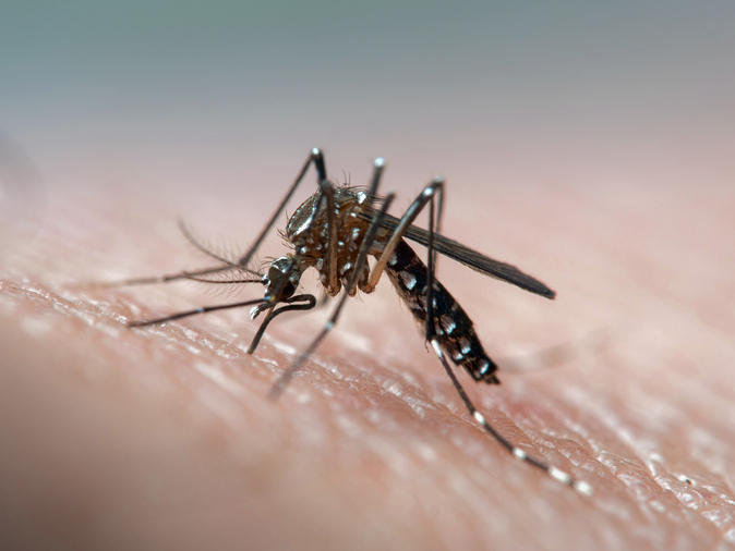 This mosquito spreads dengue, Zika and yellow fever too. Could these diseases make a human emit an odor that draws the insect in to take a bite?