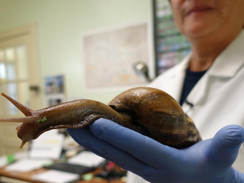 Scientist Mary Yong Cong holds one of the Giant African Snails she keeps in her lab in Miami, on July 17, 2015