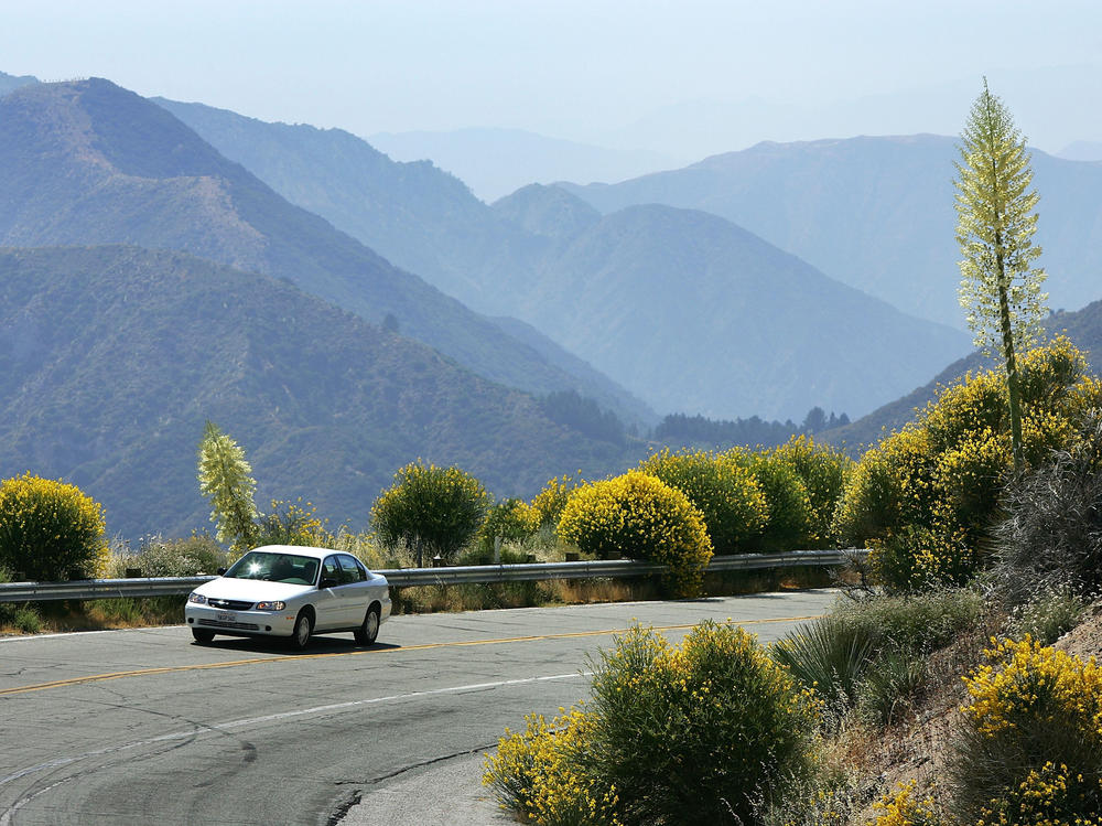 A motorist drives between flowers along the Angeles Crest Highway in the Angeles National Forest northwest of La Canada, Calif.