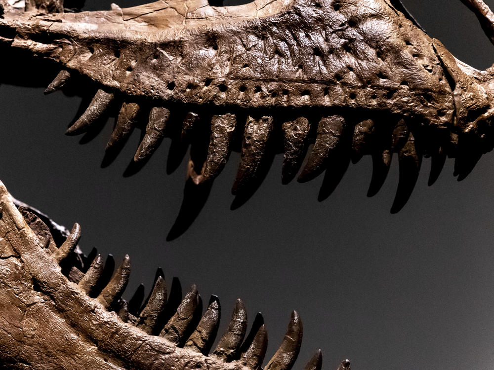 A Gorgosaurus dinosaur skeleton is displayed at Sotheby's New York on Tuesday.