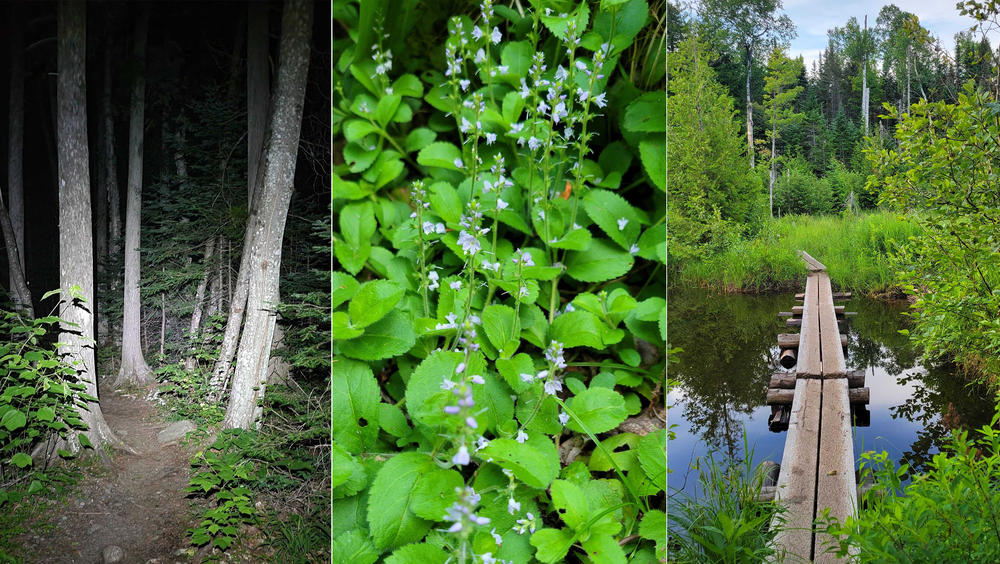 The darkness gives way in time to dawn light, wild flowers and bogs full of gulping frogs.