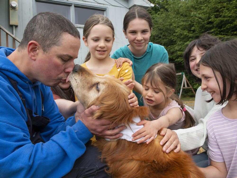 Ted Kubacki gets a lick from the family golden retriever, Lulu, outside their house after being reunited in Sitka, Alaska, on Thursday. The elderly, blind dog who had been missing three weeks, was found on Tuesday by a construction crew. Behind Kubacki is his wife, Rebecca, and their children Ella, Viola, Star, Lazaria and Olive.