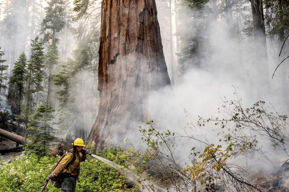 A firefighter protects a sequoia tree as the Washburn Fire burns in Mariposa Grove in Yosemite National Park on Friday.
