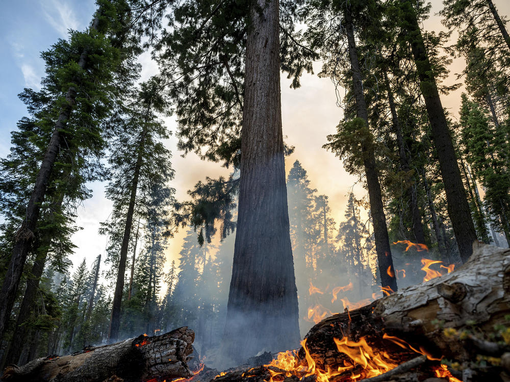 The Washburn Fire burns in Mariposa Grove in Yosemite National Park on Friday.