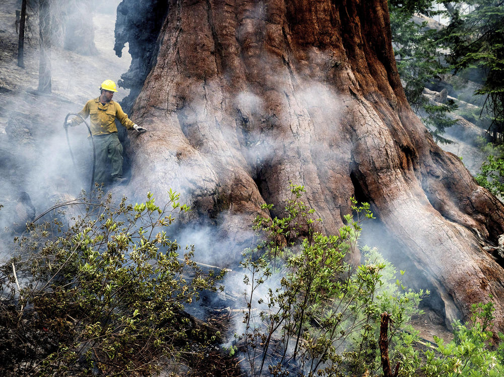 A firefighter protects a sequoia tree as the Washburn Fire burns in Mariposa Grove in Yosemite National Park, Calif., on Friday, July 8, 2022. (AP Photo/Noah Berger)