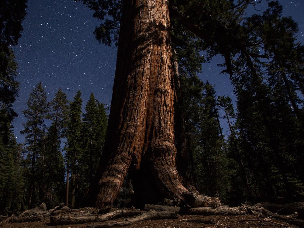 The Grizzly Giant sequoia tree is seen under a starry sky in the Mariposa Grove in 2018.