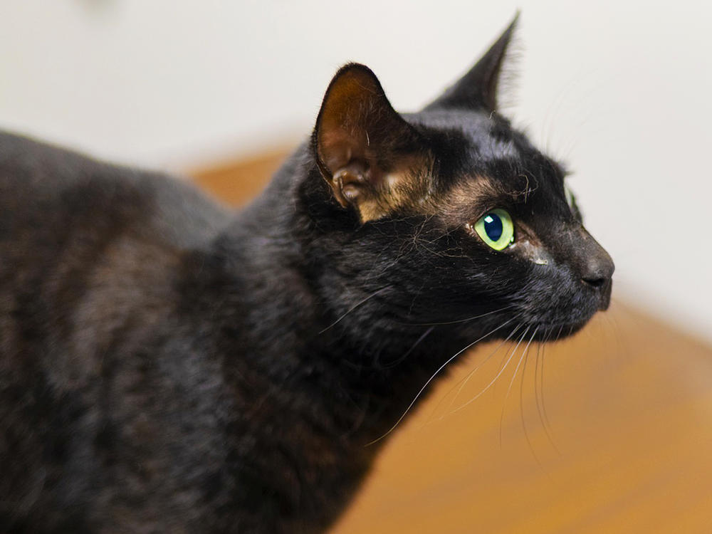 Rowdy the cat is shown here after being captured on Wednesday at Logan Airport in Boston. The cat escaped her cage as her family was returning to the U.S. after an Army deployment to Germany.