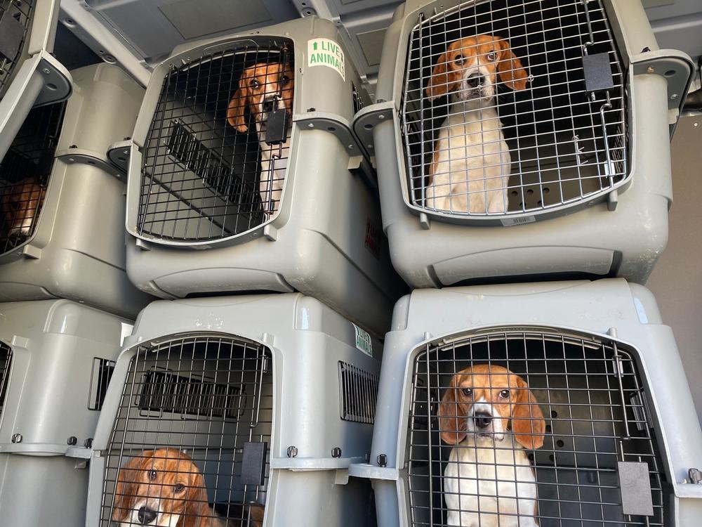 These canines are some of the nearly 500 beagles that Homeward Trails Animal Rescue collected earlier this year from an Envigo research facility in Virginia. Now Homeward Trails is taking in additional beagles from Envigo, which bred the dogs for pharmaceutical research, after a federal judge ordered thousands of remaining dogs to be released.