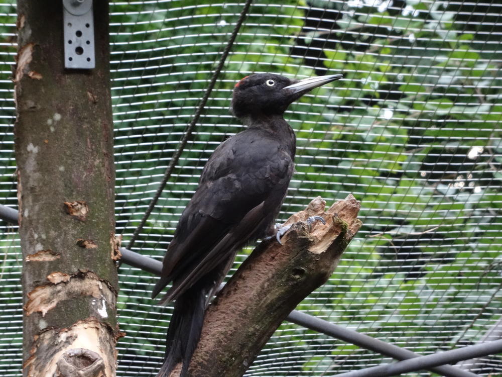 Sam Van Wassenbergh and his team filmed this black woodpecker at Alpenzoo Innbruck, Austria, for their study.