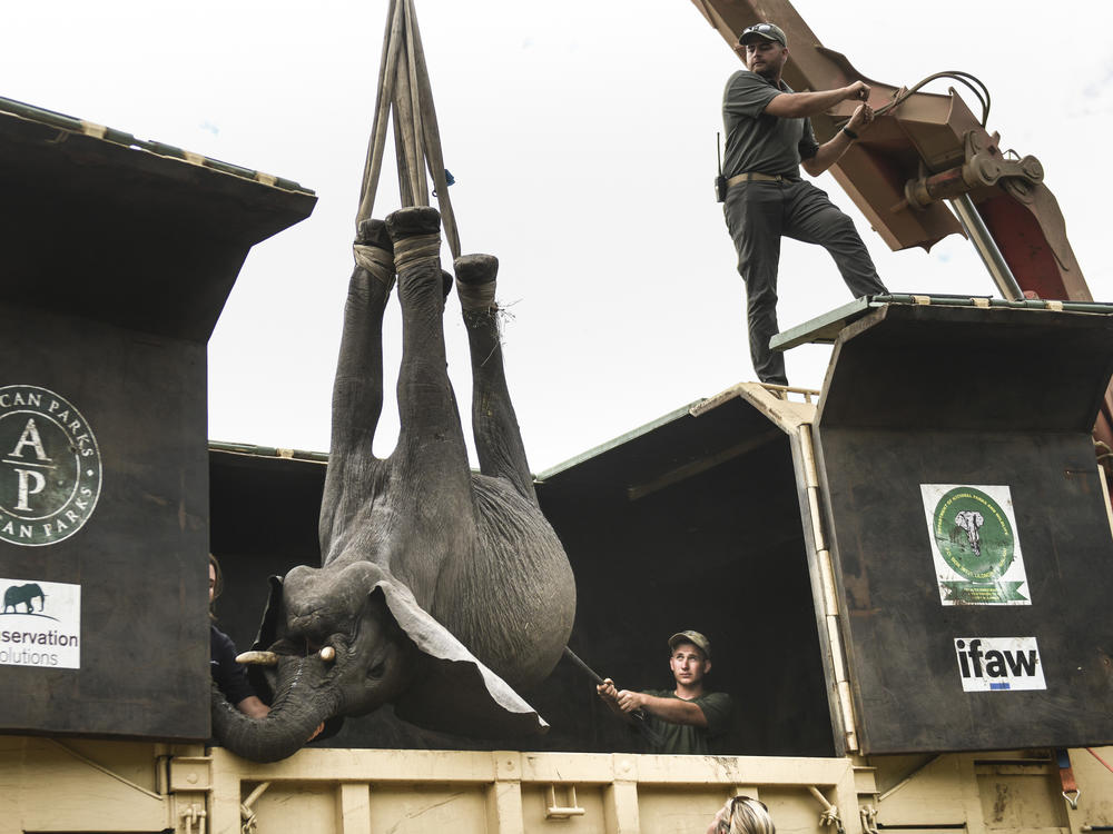 An elephant is hoisted into a transport vehicle at the Liwonde National Park in southern Malawi on Sunday.