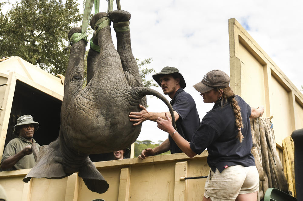 An elephant is hoisted into a transport vehicle at the Liwonde National Park on Sunday.