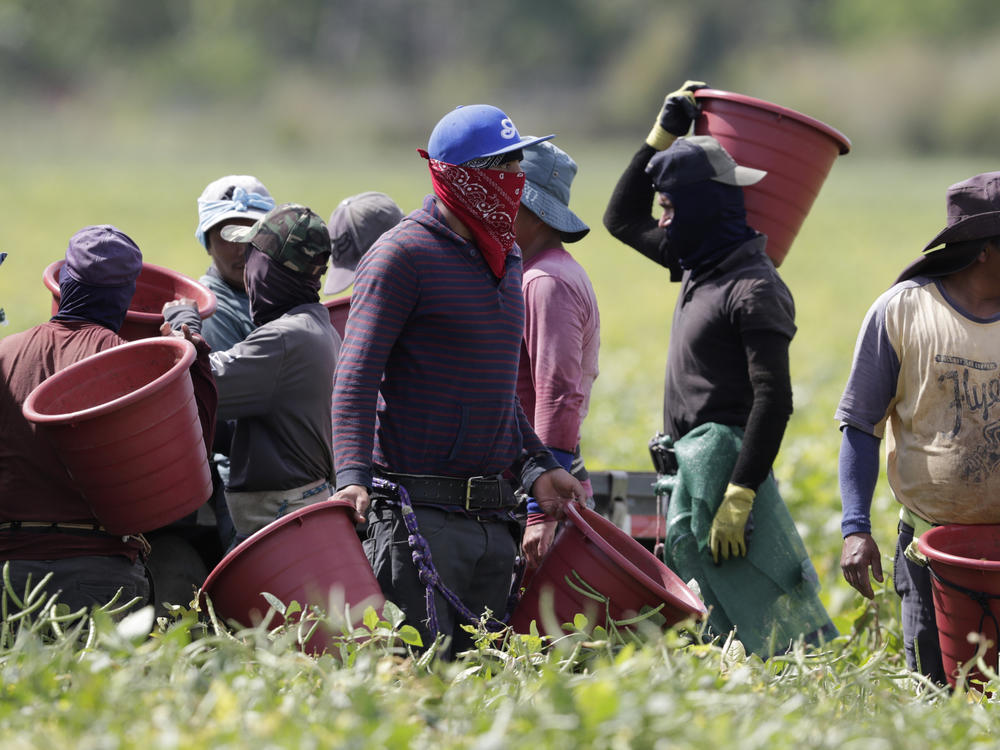 Farmworkers, considered essential workers under the COVID-19 pandemic, harvest beans on May 12, 2020, in Homestead, Fla.