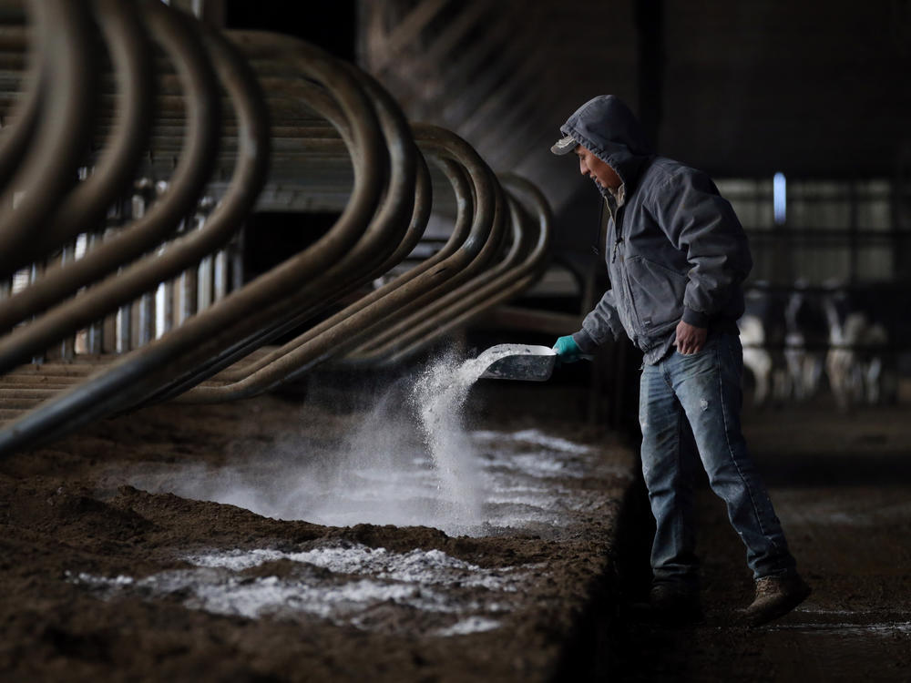 A Guatemalan immigrant worker spreads lime while preparing fresh bedding for the cows at Stein Family Farms in Caledonia, N.Y on Mar. 8, 2017.