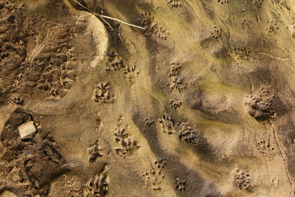 Researchers' bootprints and pawprints, primarily raccoon, in a culvert under Quebec Route 117.