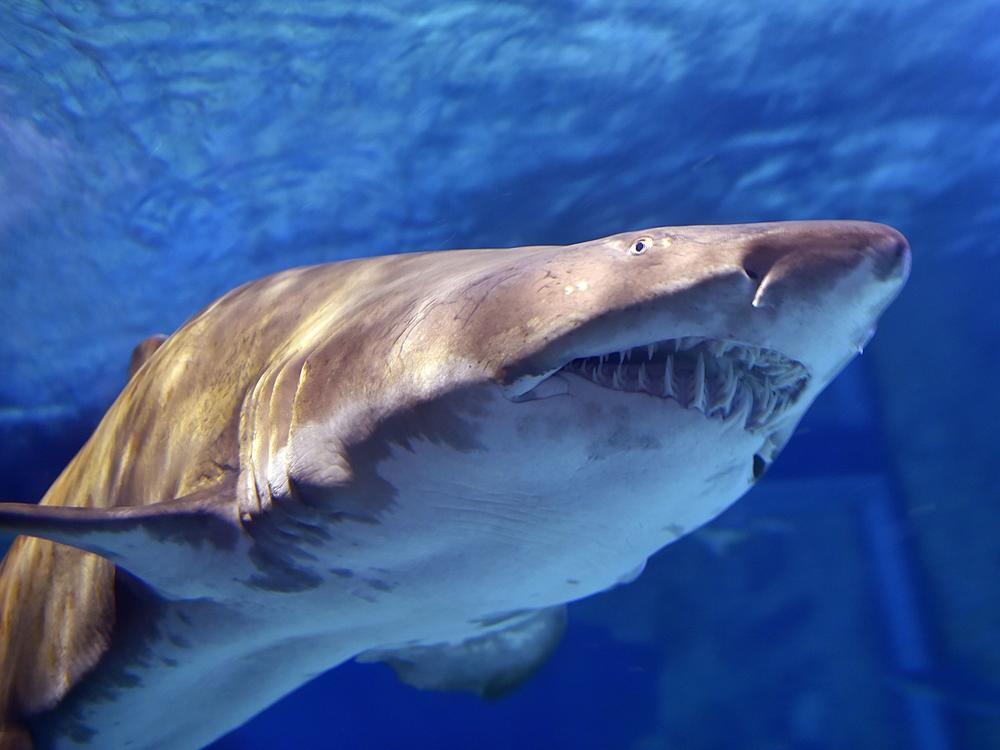 Sand tiger sharks can grow to up to 10 feet in length, but juveniles average 3 to 5 feet. These sharks have a menacing appearance, but aren't known for unprovoked attacks on humans.