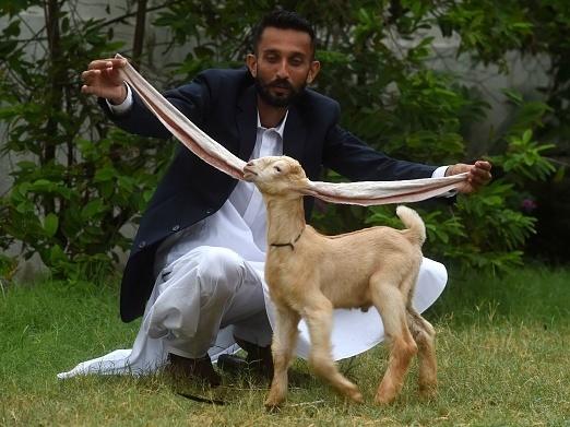 Pakistani breeder Hasan Narejo displays the ears of his baby goat Simba, in Karachi on July 6. The kid's ears have gone viral, attracting praise — and trolls.