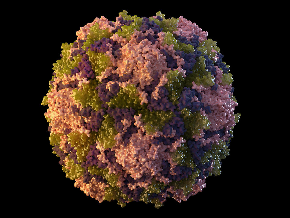 This 2014 illustration made available by the U.S. Centers for Disease Control and Prevention depicts a polio virus particle. On Thursday, July 21, 2022, New York health officials reported a polio case, the first in the U.S. in nearly a decade. (Sarah Poser, Meredith Boyter Newlove/CDC via AP)