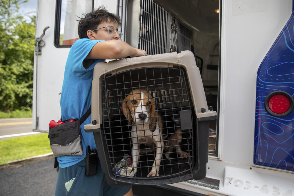 Eva Brandan takes a beagle off of a bus after over a dozen beagles arrived at Homeward Trails.