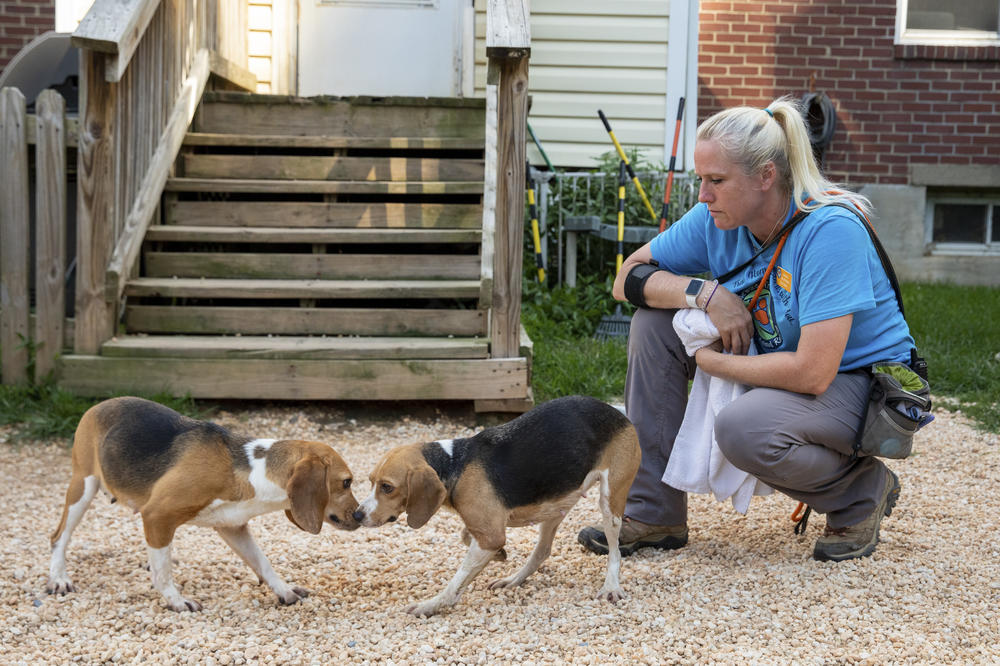 Animal trainer Janice du Plessis supervises beagles exploring the outdoors after the dogs' arrival.