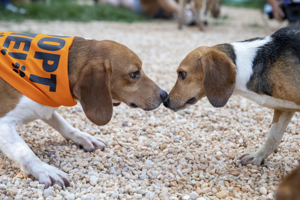 Dogs greet each after arriving.