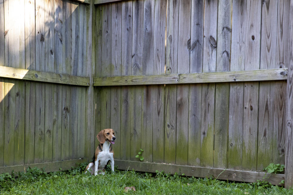 A beagle sits in a corner of the animal rescue group facility.