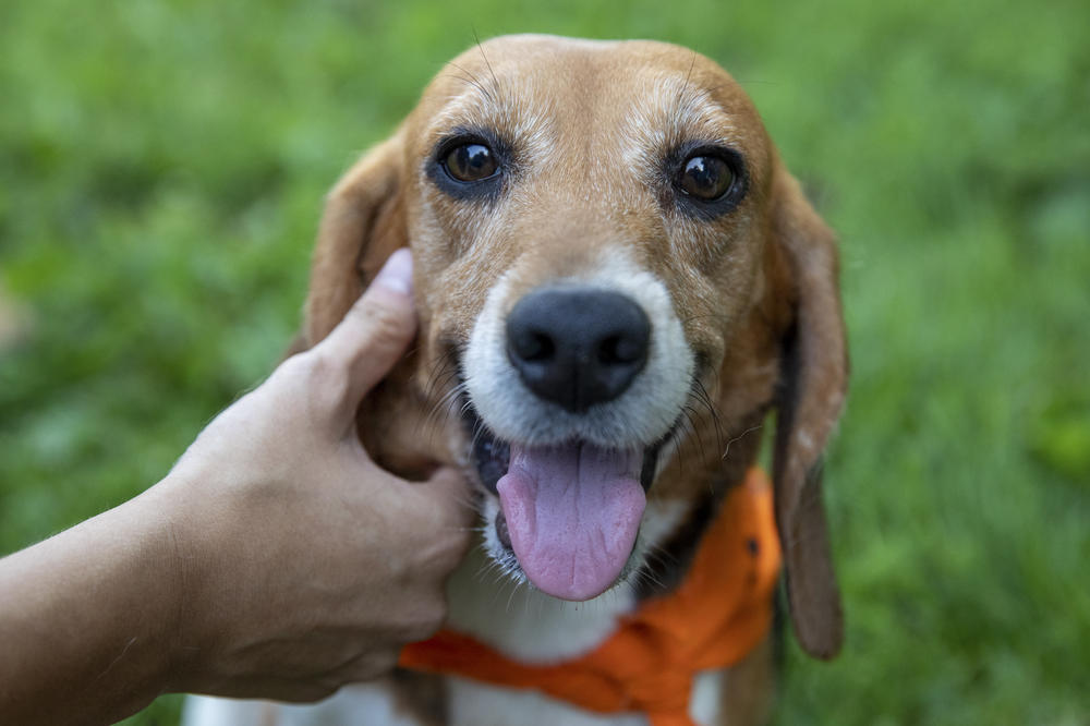 One of the rescued beagles receives some affection.