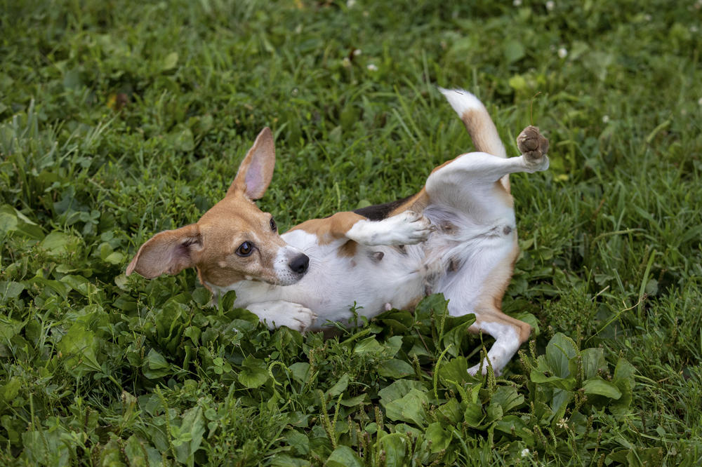 Grass! Grass is neat!