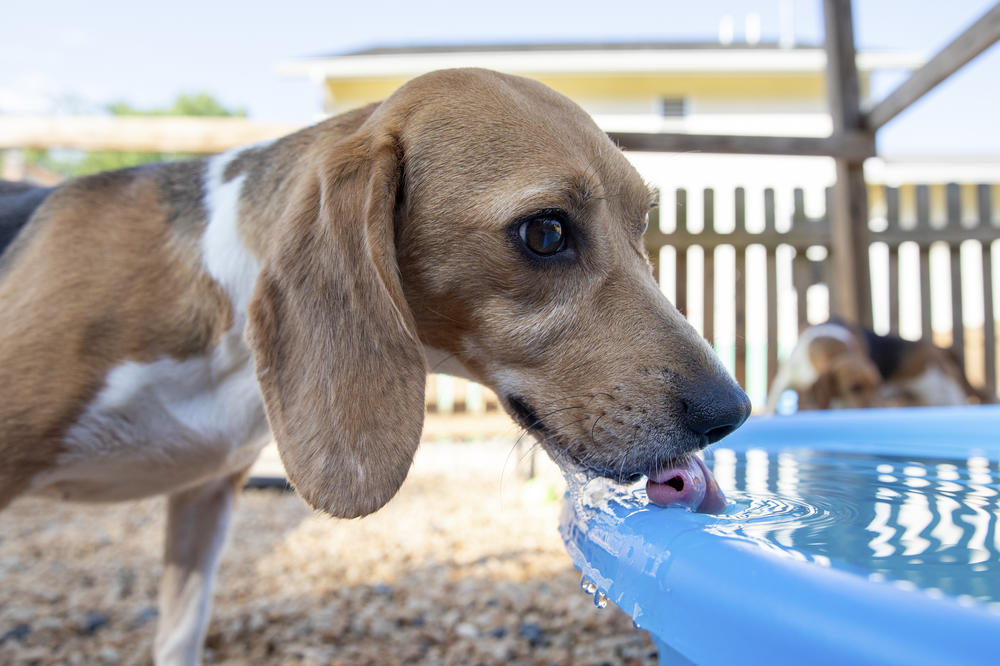One of the dogs drinks out of a kiddie pool.