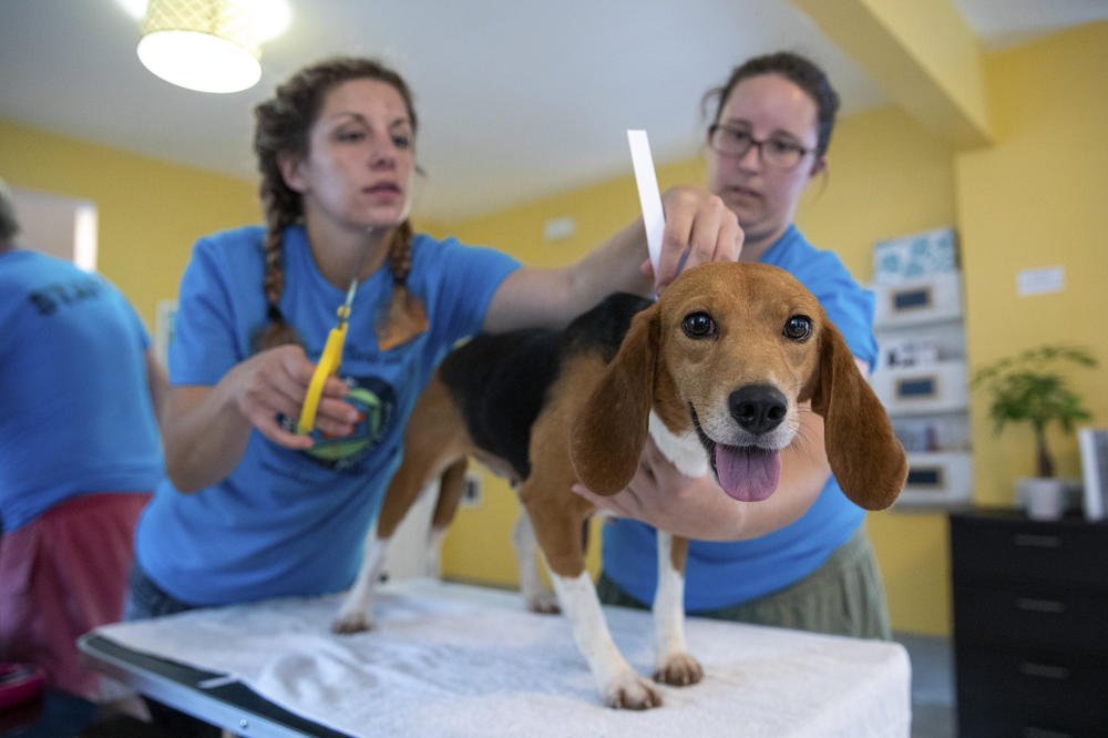 Annie Esquivel (left) and Kelsey Moncrief put a temporary collar on a dog, newly named Neema.